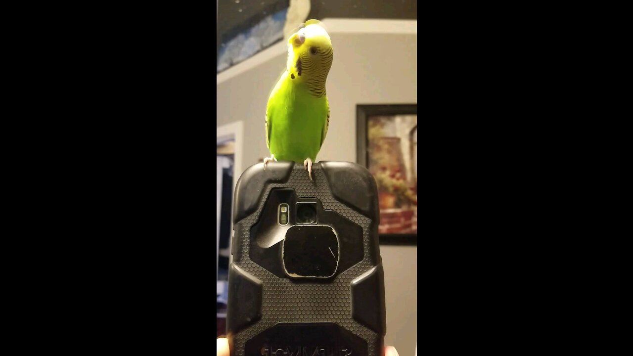 Bird taking selfies in the mirror