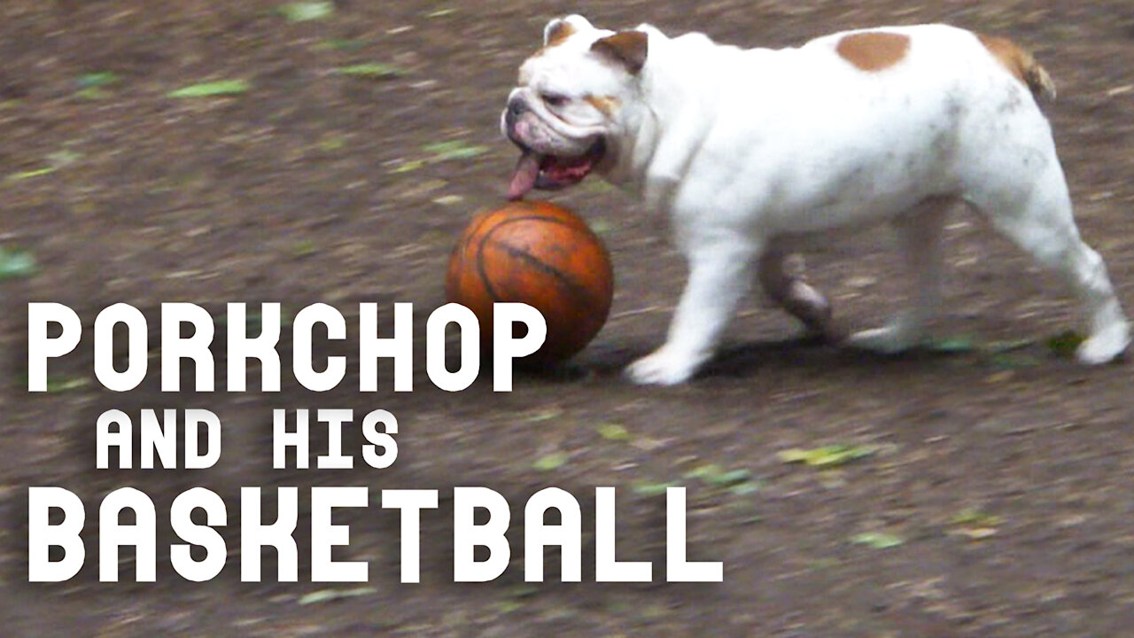 Bulldog can't stop dribbling his basketball at the dog park