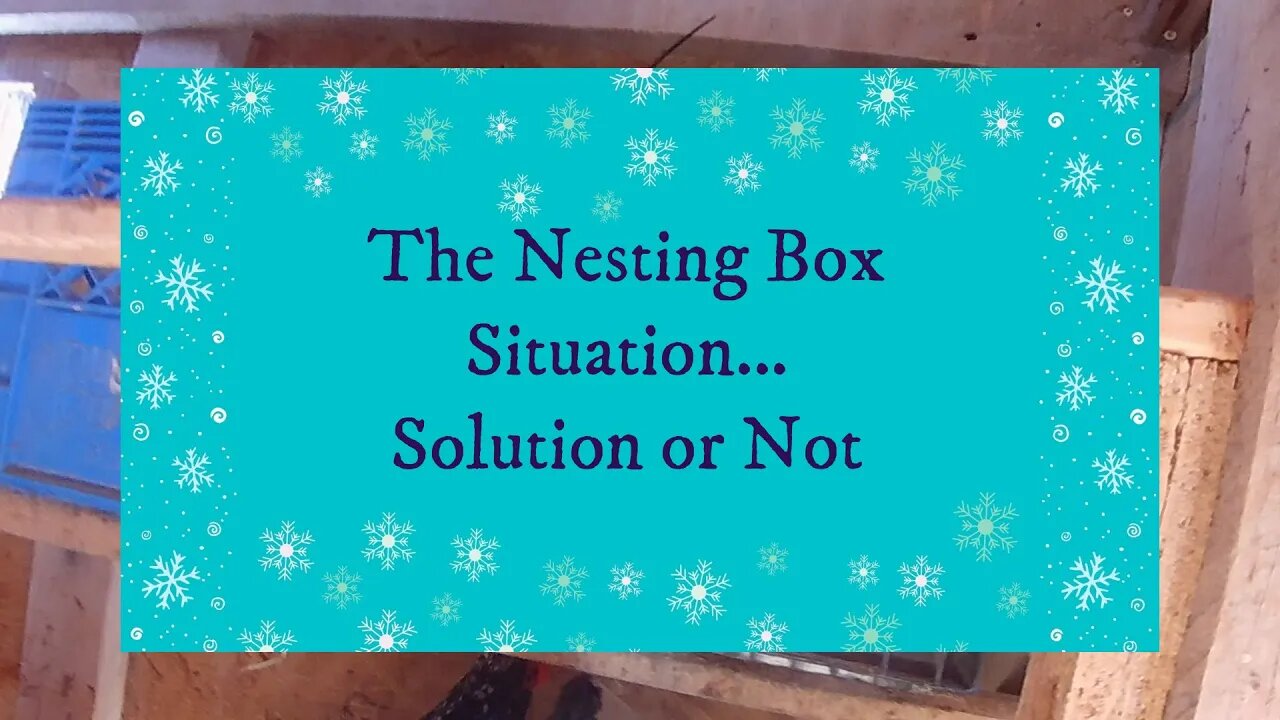 The Nesting Box Situation...Solution or Not!