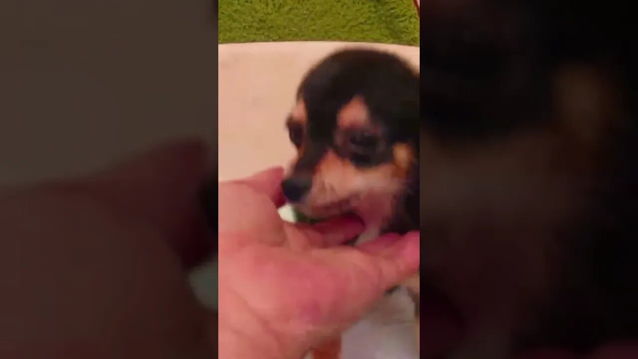 Funniest Cat and Dog Videos Compilation