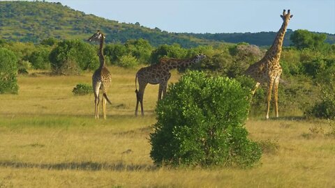 A: wow! What a lot of giraffes! The giraffe's neck is really long1