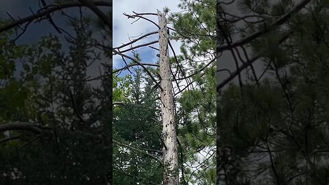 A Pair of Pileated Peckers #birdwatching