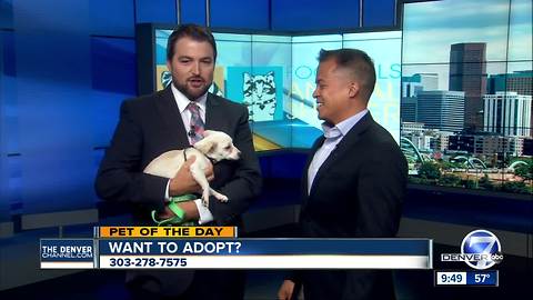 Pet of the day for August 6th