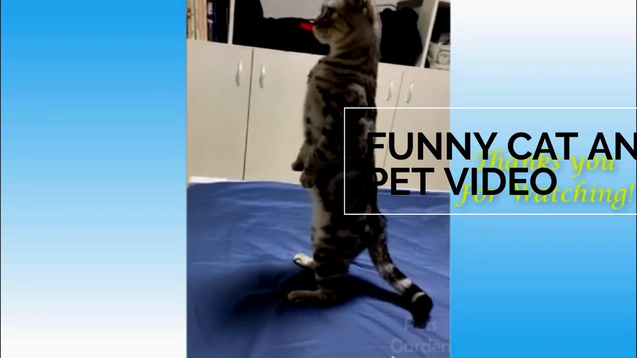 funny cats doing funny things