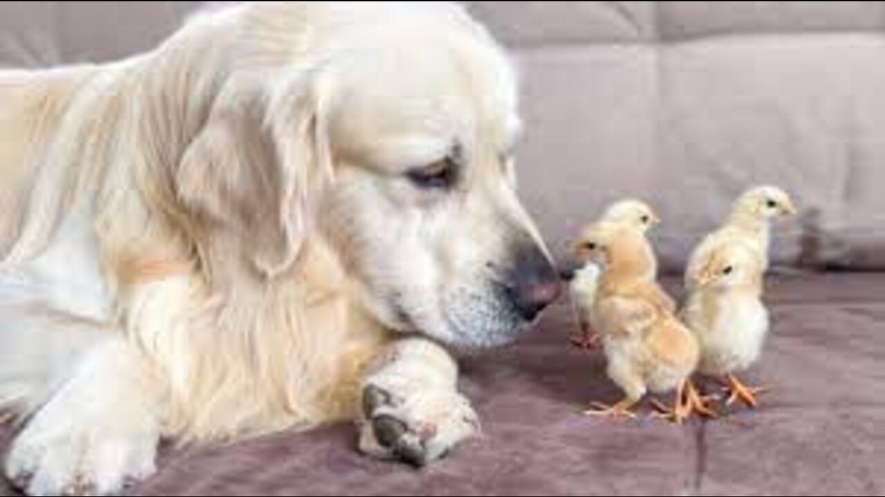 What does a Golden Retriever do when sees Baby Chicks