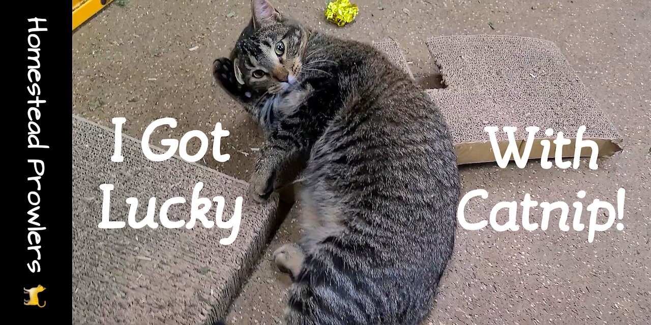 Catnip Tails #1 ~ Madness & Insanity