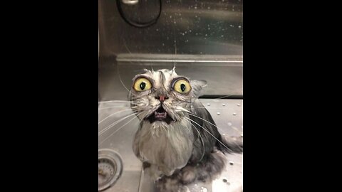 funny cats and dogs 🤣