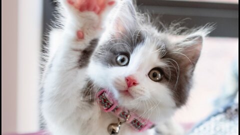 🐈Cutest Cat Names - TOP 10 Cutest Cat Names For Male & Female!