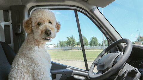 Funniest 🐶 Dogs TikTOK - Awesome Funny Pet Animals Life Videos #Shorts