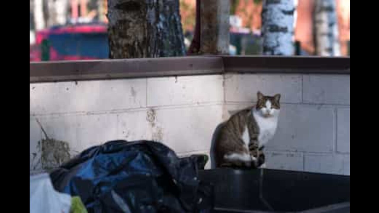 Cat gets huge scare after being caught in trash bin