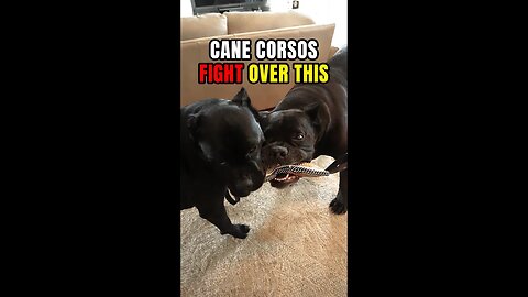 Intact Male Cane Corsos Fight Over Toy