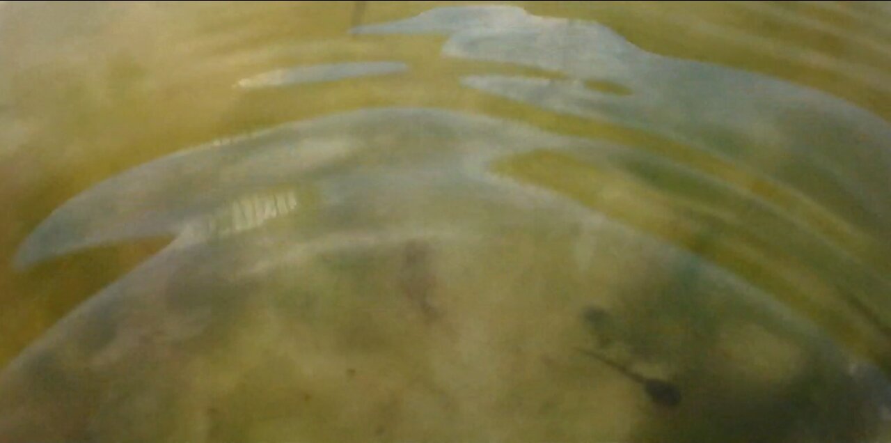 Pollywogs or Tadpoles Underwater High Resolution Camera Low Resolution Water
