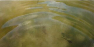 Pollywogs or Tadpoles Underwater High Resolution Camera Low Resolution Water