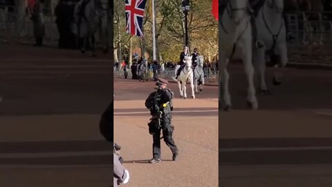 Beautiful white police horse's #metpolice