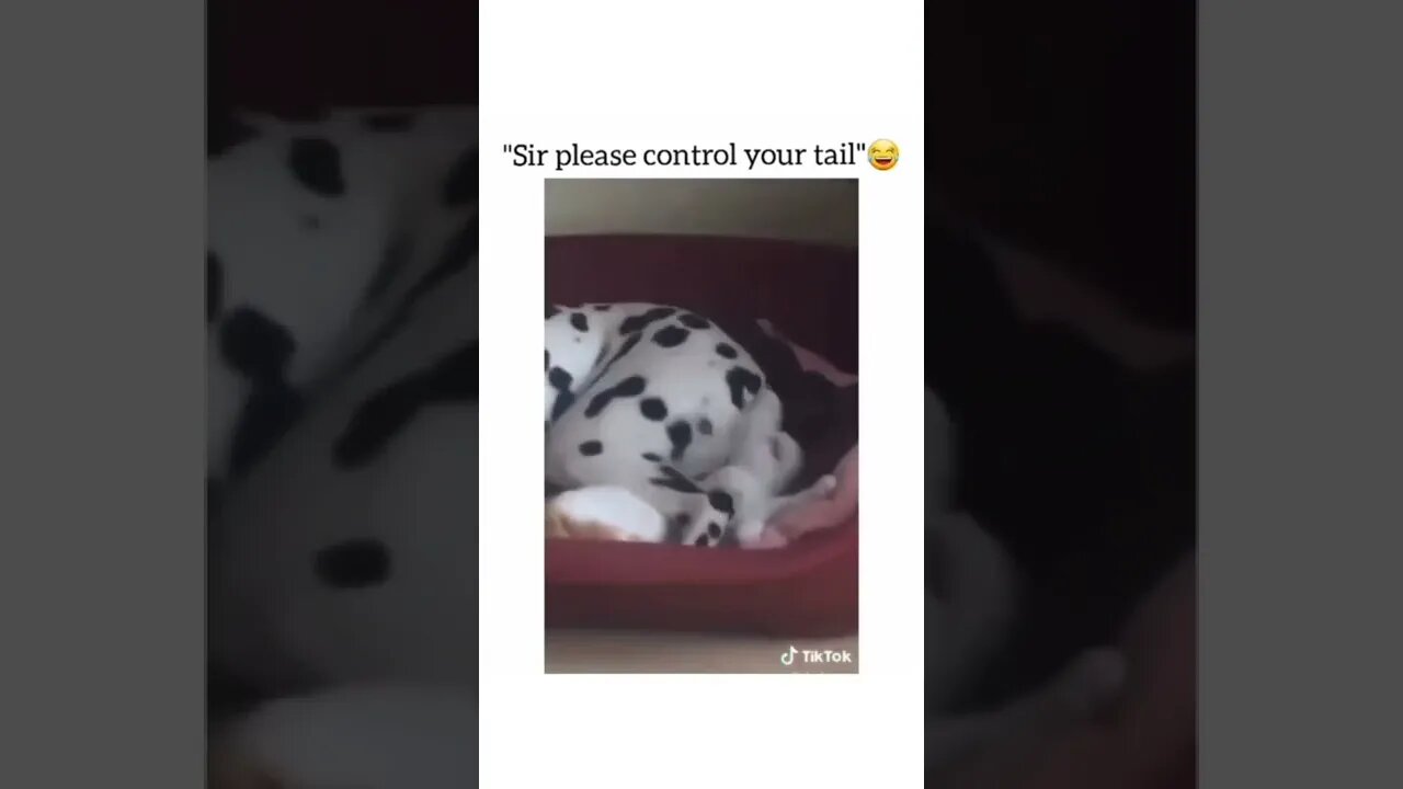 😂🐈‍⬛ #shorts #shortsvideo #cat #dog #funny #fyp #fy