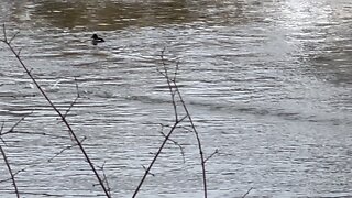 Canada Geese and bufflehead Ducks