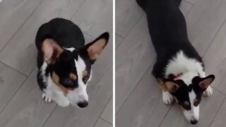 Corgi Adorably Demonstrates New "Sploot" Trick
