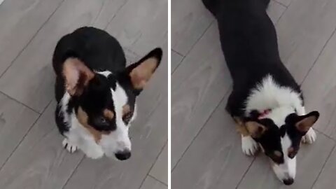 Corgi Adorably Demonstrates New "Sploot" Trick