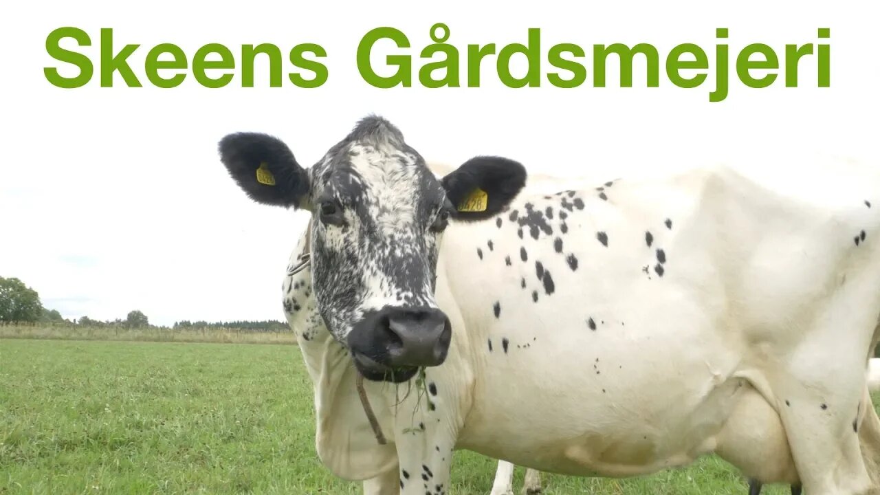 Modern Farm With Ancient Breed | S1 • E1 | Great Farms of Sweden