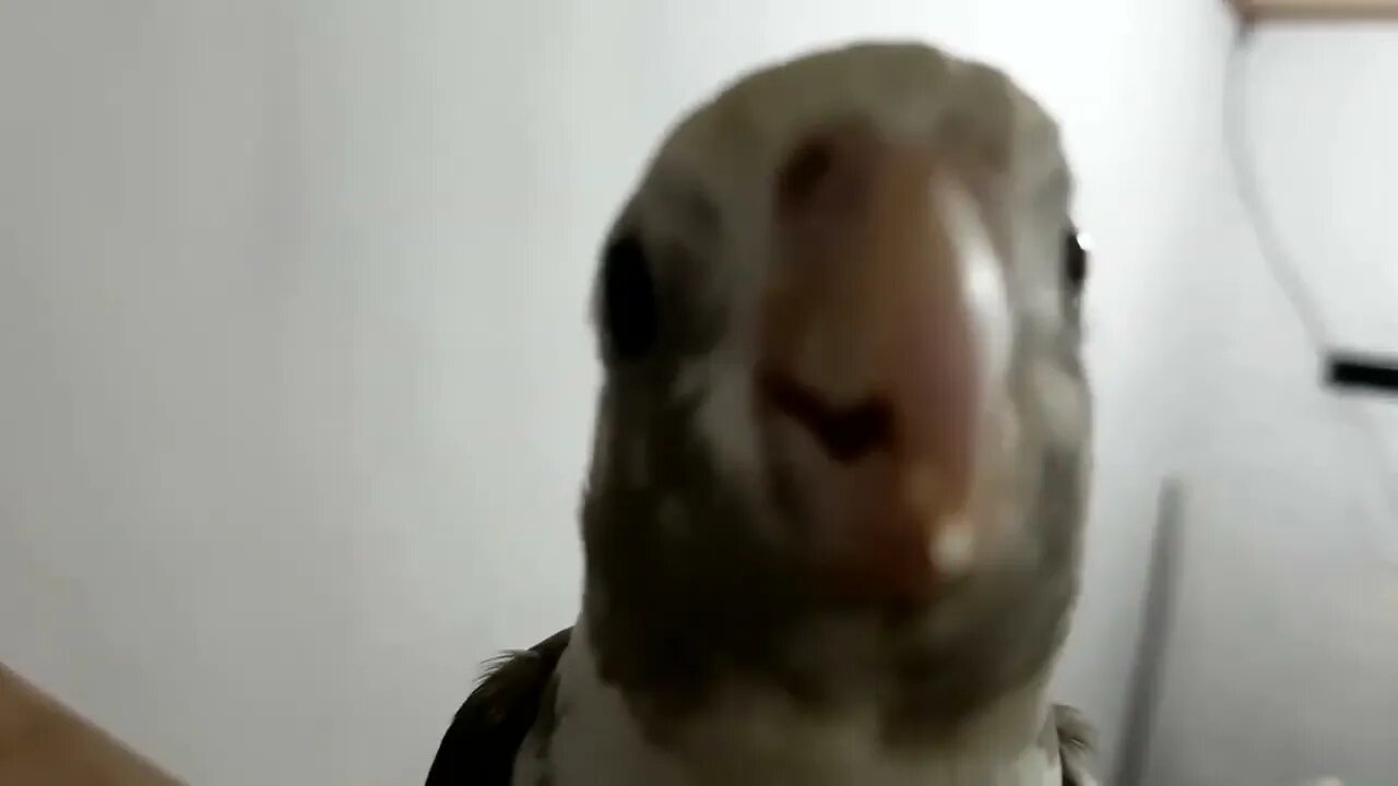 Budgies and Cockatiel Birds Playing and Feeding