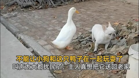 不能让小狗和这只鸭子在一起玩耍了，叫声太大都扰民了，主人真想把它送回老家