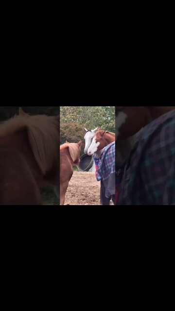 Horse Facts: All Geldings Share 1 Brain Cell