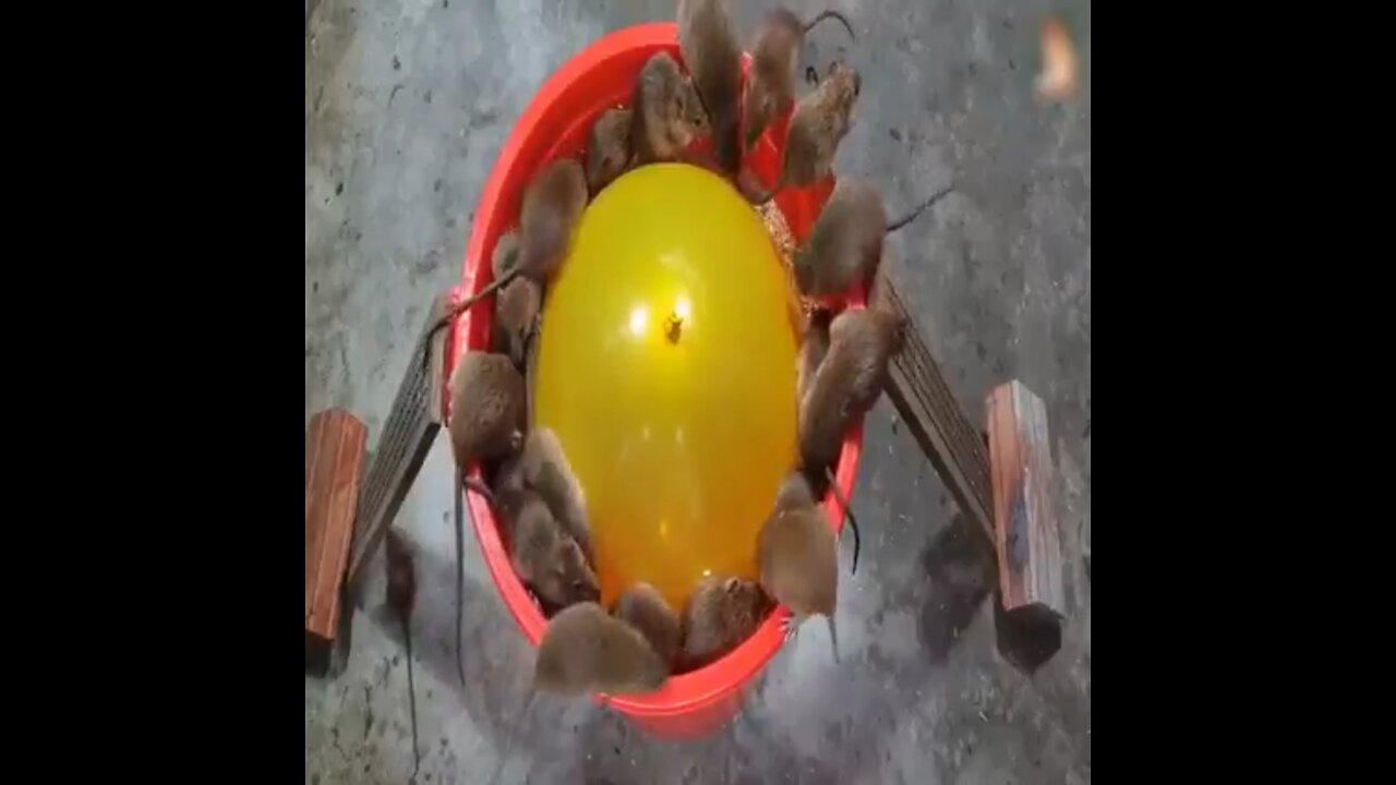 How to trap mice with balloons…