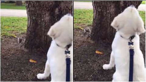 Squirrel masters the art of hiding from dog