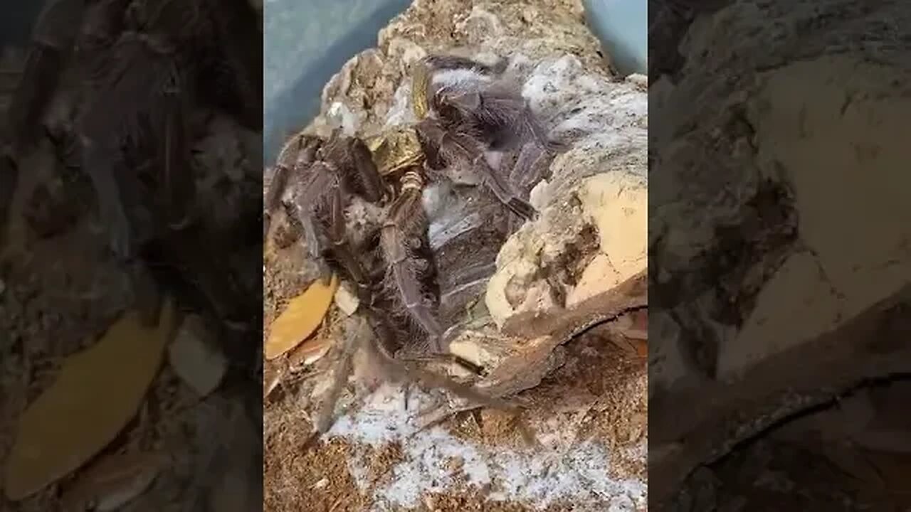 Giant Golden Tarantulas Mating with P. auratus #shorts