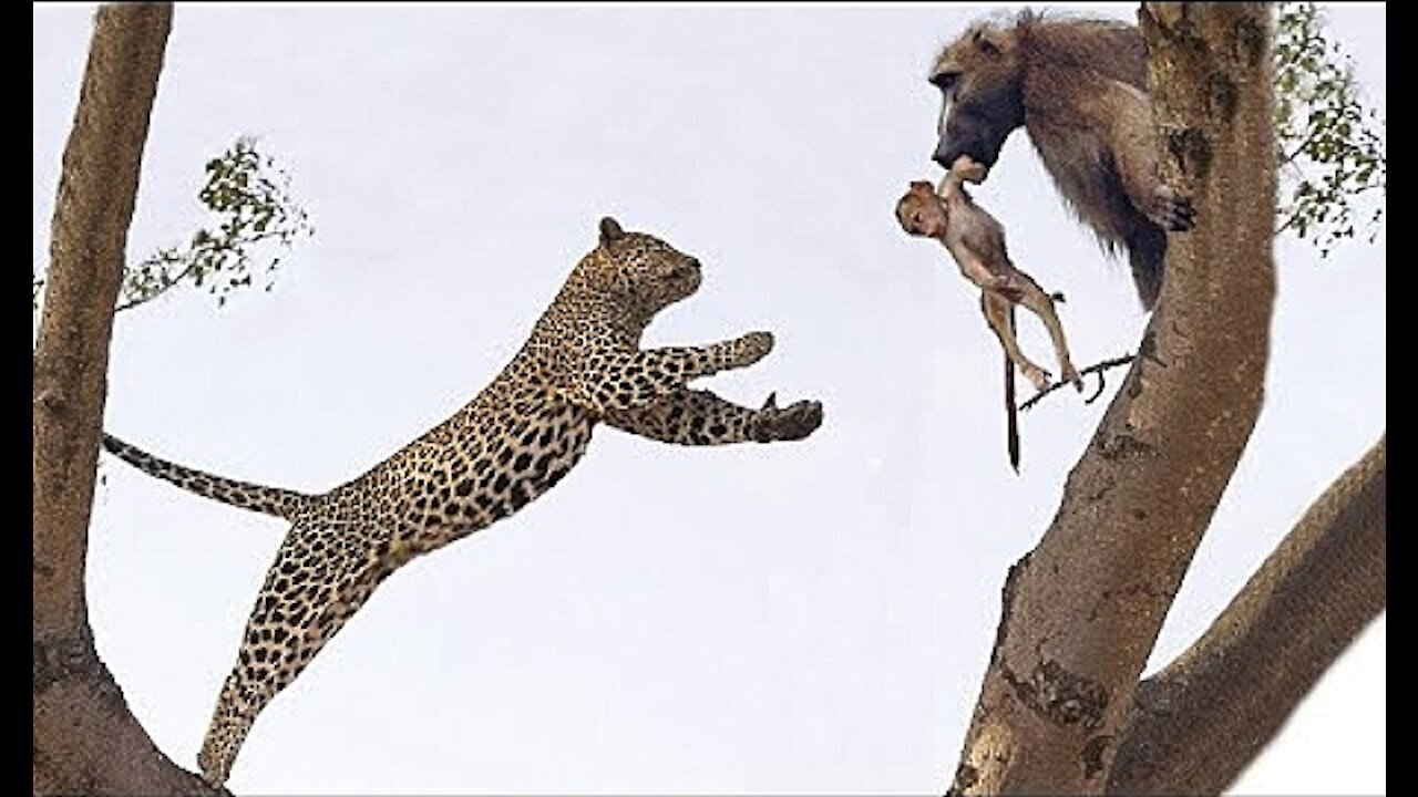 LEOPARD ATTEMPTS TO CATCH BABY BABOON BUT ENDS UP CATCHING THE MOTHER