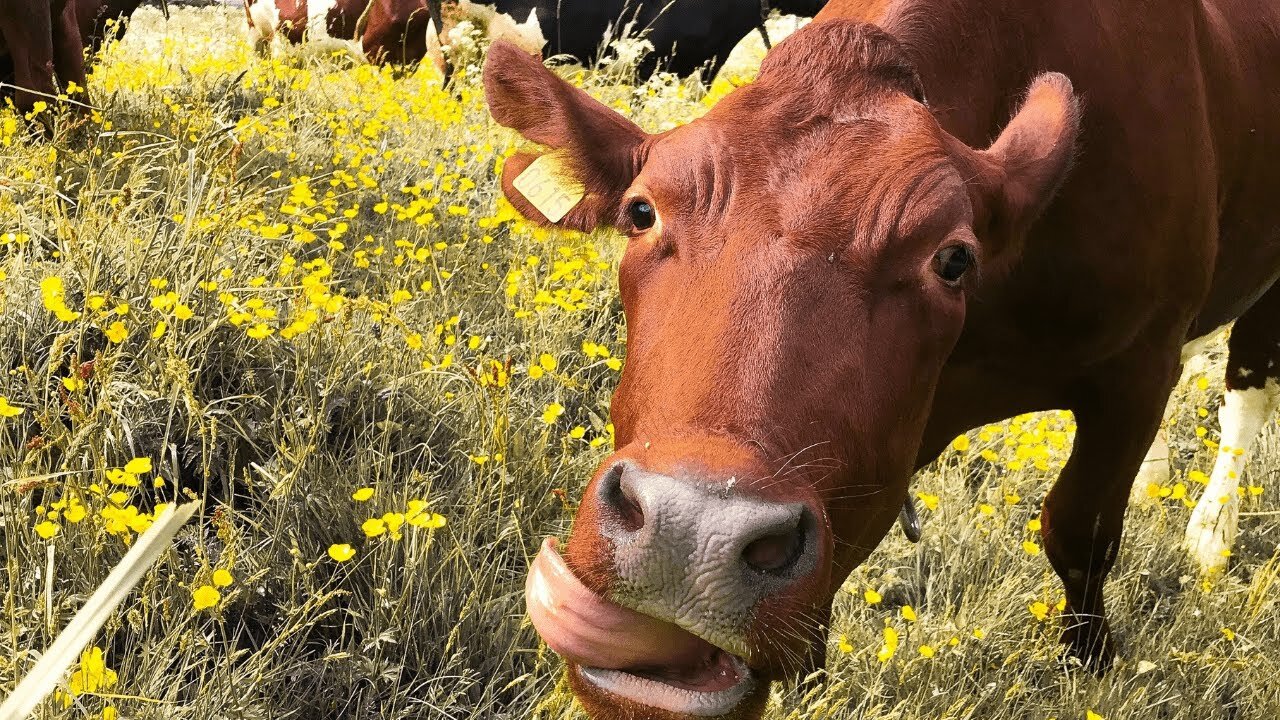 COW VIDEO, REAL COWS MOOING AND GRAZING 🐄