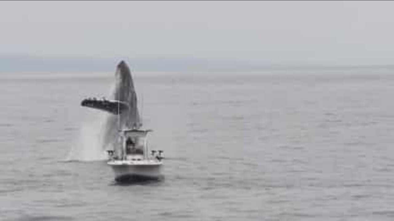 Impressionante: salto de baleia quase atinge barco de pescador!