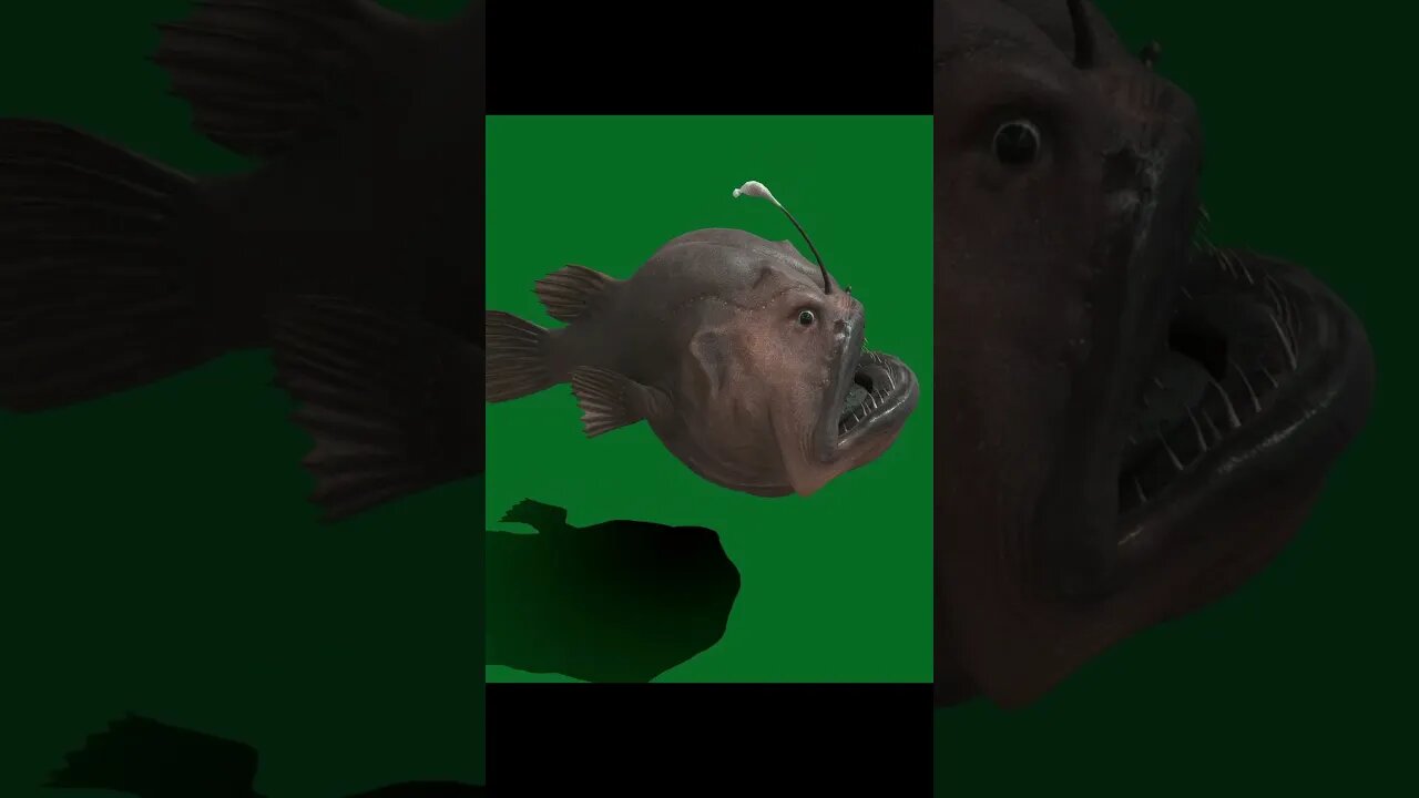 Anglerfish on Greenscreen #shorts #anglerfish #greenscreen #vfx