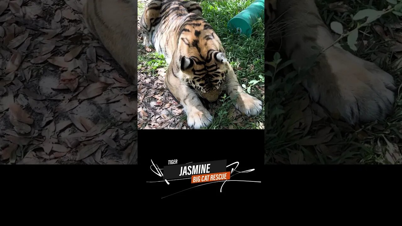 Jasmine tiger and Summer bobcat at Big Cat Rescue!