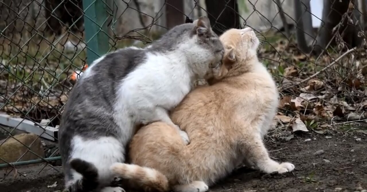 Mating Cats Are Difficult