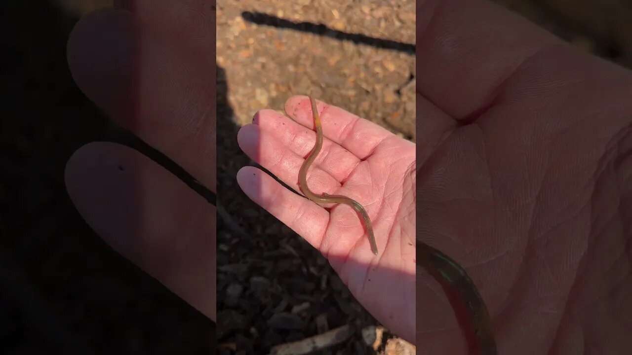 Look at this crazy worm!