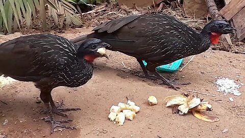 Jacu e seus filhotes com fome Jacuaçu Penelope aves craciformes, guans, pava