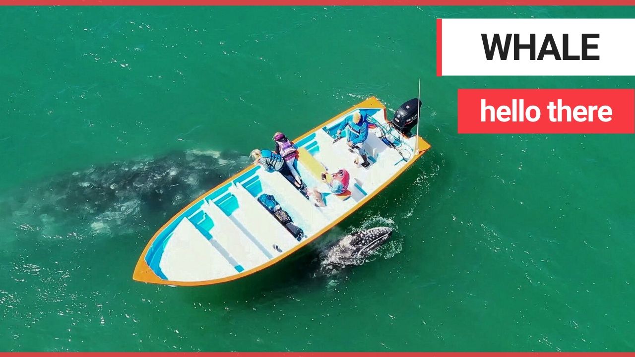 Curious gray whale and her calf swam over to a boatload of whale watchers