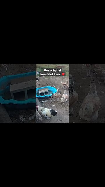 Farm surveillance. Some of our original hens and their rooster