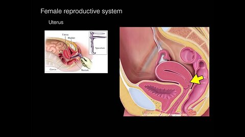 Female Repro