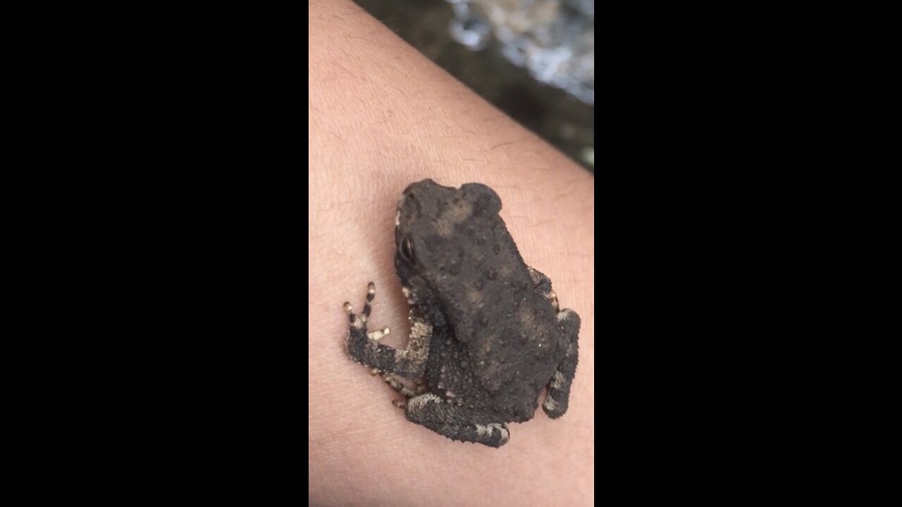 The toad looks for food when it stops raining