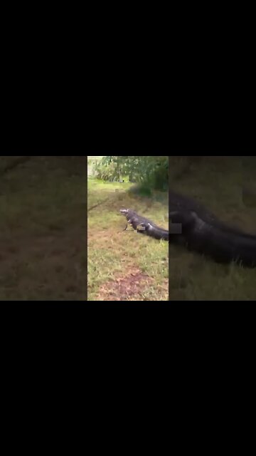 Guy is running from a gator that wants the fish