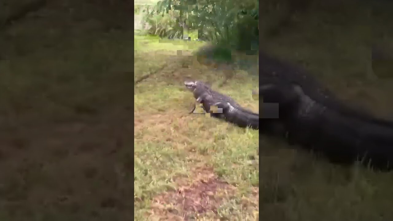 Guy is running from a gator that wants the fish