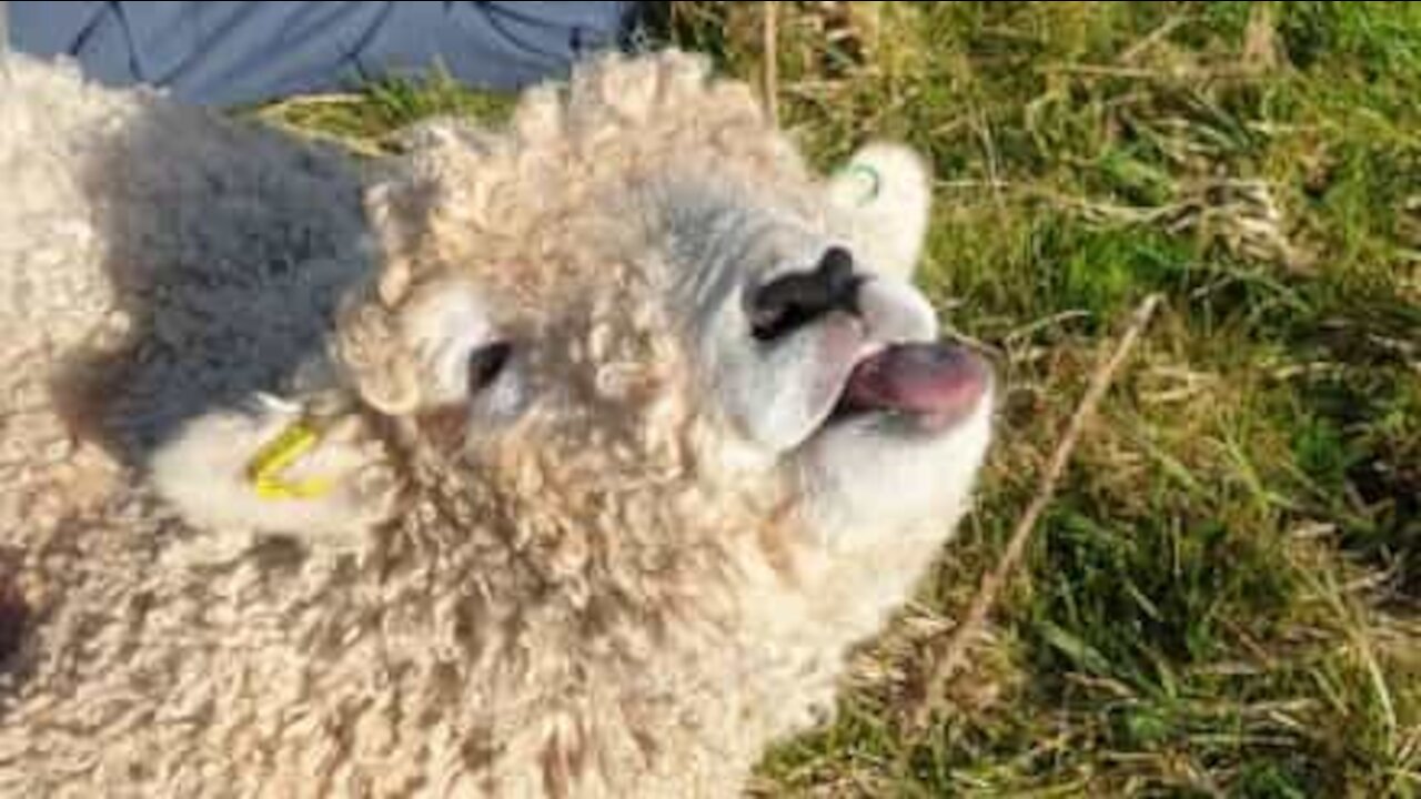 Sheep delirious with belly rubs!