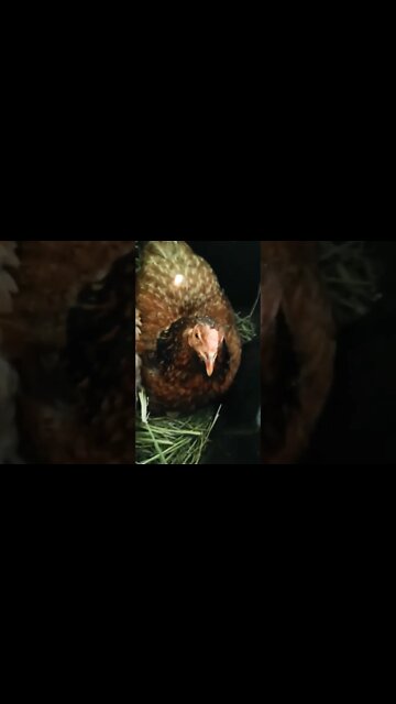 Forest and Chook chook have hatched Forests eggs