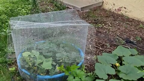 Chicken Bone Broth, Harvests, and Updates Pt 1