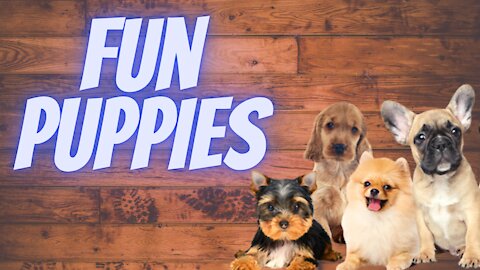 Cute And Funny Pets | Try Not To Laugh To These Pets Compilation 2021 💗 Cutest Lands