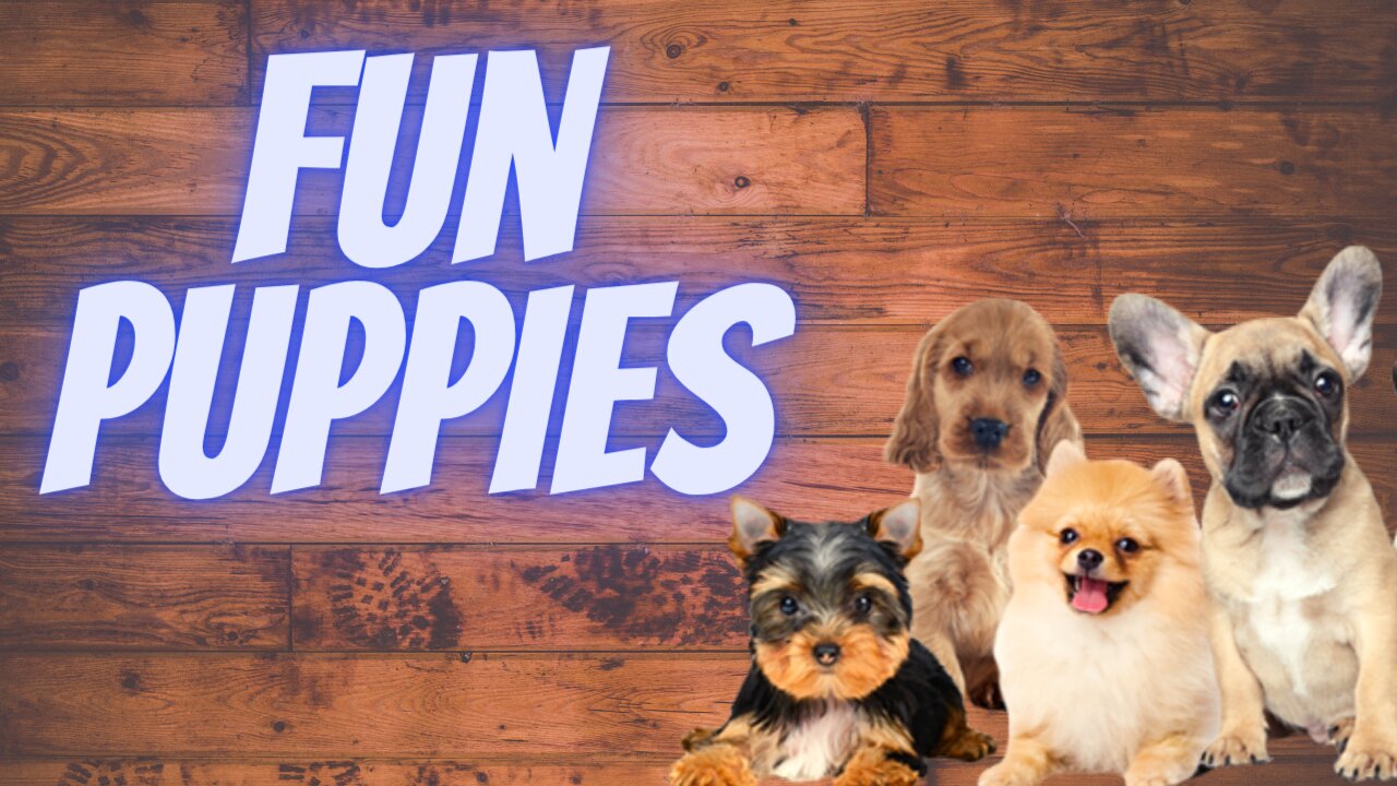 Cute And Funny Pets | Try Not To Laugh To These Pets Compilation 2021 💗 Cutest Lands