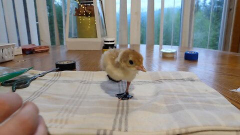 3 Ways To Save Your Baby Chicks From Being Crippled