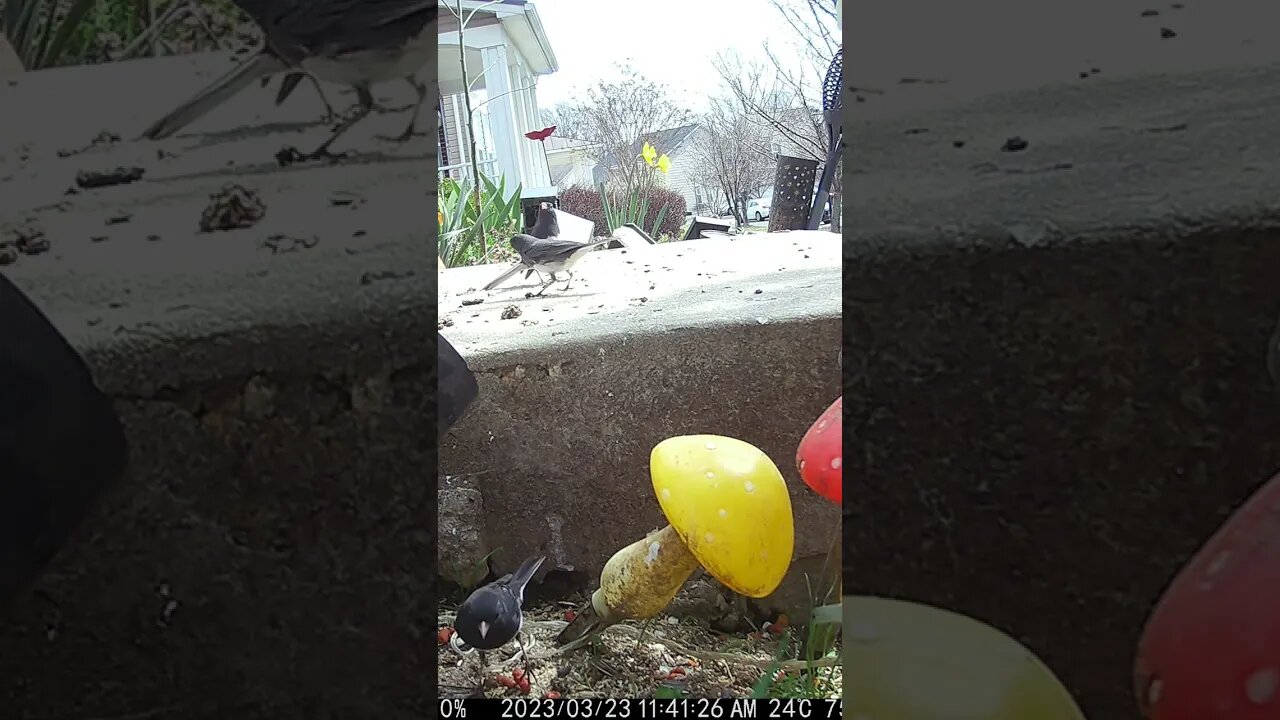 Juncos Chirping At Each Other #Shorts 🌻